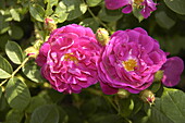 Rosa x centifolia 'Muscosa Rubra'