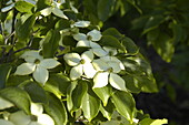 Cornus kousa chinensis 'Wieting's Select'