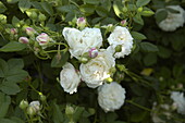 Rosa alba 'Mme Plantier'