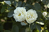 Rosa alba 'Suaveolens'