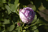 Rosa borbonica 'Province Panachée