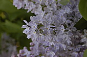 Syringa vulgaris, purple