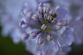 Syringa vulgaris, lilac