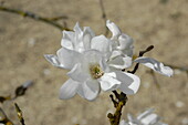 Magnolia x proctoriana 'Slavin's Snowy'