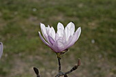 Magnolia stellata 'Rosea'