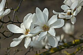 Magnolia 'Emma Cook