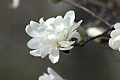 Magnolia x loebneri 'Ballerina'