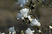 Magnolia stellata 'Royal Star'