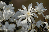 Magnolia stellata 'Waterlily'