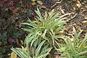 Carex siderosticha Variegata