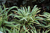 Carex siderosticha Variegata
