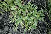 Carex siderosticha 'Island Brocade
