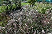 Miscanthus sinensis 'Far East