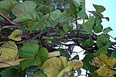 Phaseolus vulgaris 'Blauhilde'