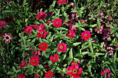 Zinnia haageana 'Profusion Cherry'