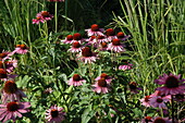 Echinacea purpurea Magnus