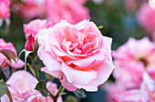Shrub rose, pink