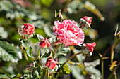 Rosa 'Wiesenburger Parkprinzesschen