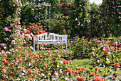 Bench in rose garden