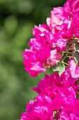 Bougainvillea