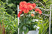 Dahlia, red