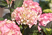 Hydrangea 'Black Diamonds'®