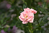 Potted rose, pink