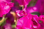 Bougainvillea