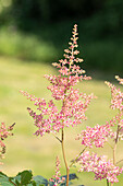 Astilbe japonica, rot