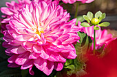 Dahlia, pink