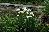 Iris ensata, white