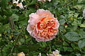 English roses, apricot