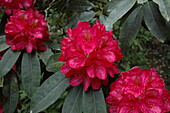 Rhododendron, red