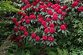 Rhododendron, red