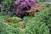 Gartenansicht mit Rhododendron