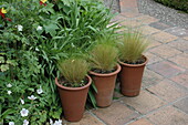 Ornamental grasses in pots