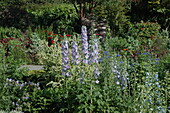 Herbaceous border with delphiniums