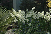 Gladiolus, white