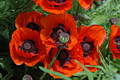 Papaver orientale 'Brilliant