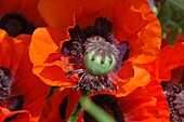 Papaver orientale, rot