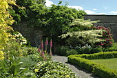 Cornus controversa 'Variegata'