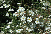 Potentilla fruticosa Abbotswood