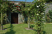 Pergola mit Kletterrosen