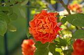 Dwarf rose, orange