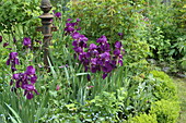 Iris x germanica, violet