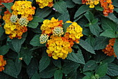 Lantana camara