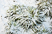 Carex elata 'Aurea'