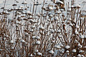 Hydrangea inflorescences in the snow