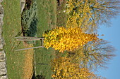 Maple with autumn leaves