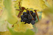 Vitis vinifera, blau